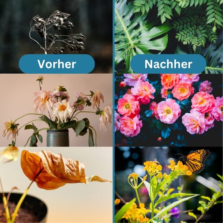 1+1 KOSTENLOS | GrowBoost - Pflanzen umweltfreundlich wieder zum Leben erwecken! [Letzter Tag Rabatt]